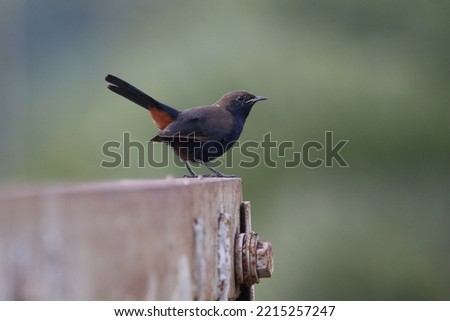 View of Indian Robin Perched on a fence 