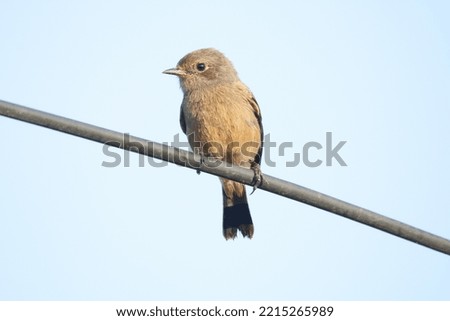 View of Perched Pied Bush Chat