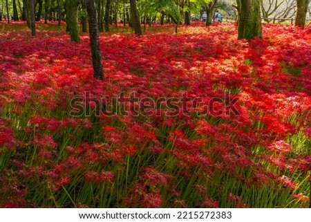 Red spider lily flowers in Chichibu, September 2022