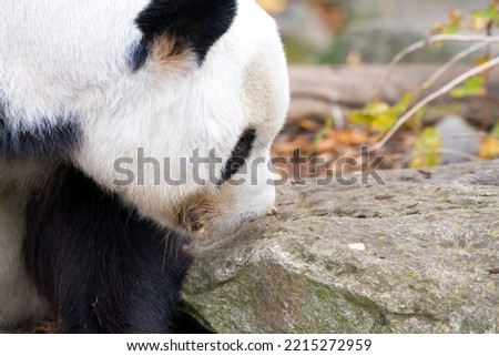 Side close up of black and white panda bear as animal portrait of endangered species
