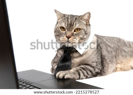 A Scottish cat in a tie lies isolated on a white background and looks at the laptop screen. The cat is working on a laptop.