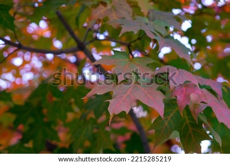 Beautiful landscape. Autumn in garden, fall in the mountain. Autumn trees. all about autumn tress,flowers,grace etc.