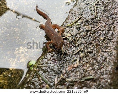 Salamander crawling after a rain.