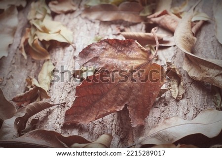 dry leaves fall in autumn