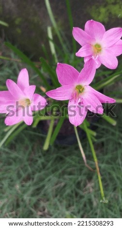 rain lily flower is a flower that appears after the rainy season comes