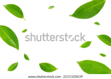 Flying green leaves on white background.