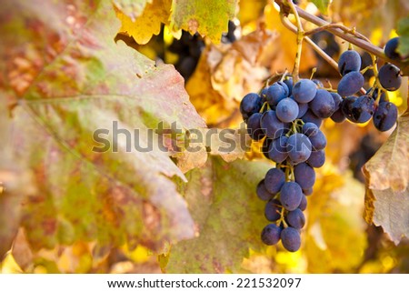 bunch of blue grapes on vine, shallow depth of field