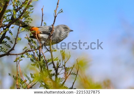 Chestnut-vented tit-babbler bird looking for food in a thorn tree Royalty-Free Stock Photo #2215327875