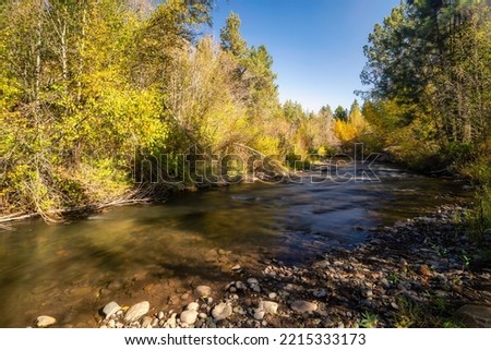 Fall Color Leaves and Trees surrounding Whychus Creek in the forest in the Cascade Mountains as we get into autumn colors and fall colors at in Bend Oregon.