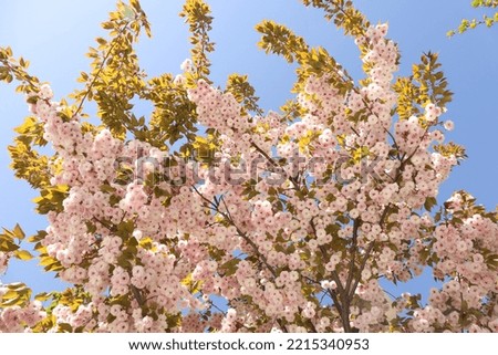 Beautiful sakura tree in sunny spring day