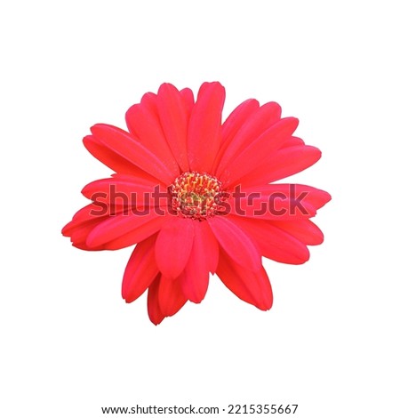 Top veiw, brigness single daisy flower red color blossom blooming  isolated on white violet background for stock photo or illustration, summer plants