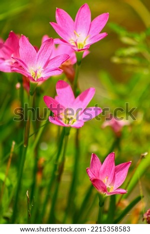 Pink Rain Lilies also known as rosy rain lily  blooming in sunny garden