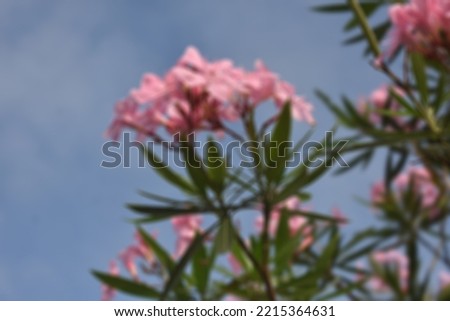 Beautiful oleander flower background (image out of focus) - can decorate the garden with more colors