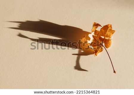 Single autumn maple tree leaf with shadow isolated on pastel background. Flat lay, top view. Minimal design concept.