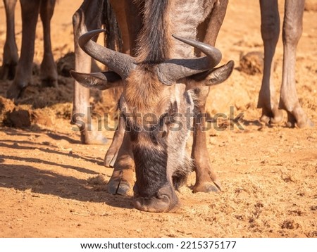 Adult Blue Wildebeest eats last dry scraps of lucerne on dry sandy ground Royalty-Free Stock Photo #2215375177