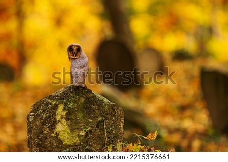 barn owl (Tyto alba) sitting on a tombstone and looking over his back, the picture has a fantastic colour background, taken for 31st October