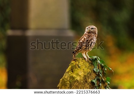little owl (Athene noctua) sitting on a tombstone, photographed for 31st October
