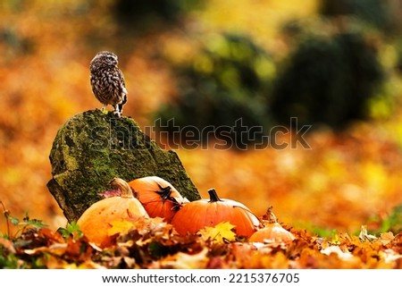 little owl (Athene noctua) sitting on a tombstone with pumpkins around, taken for October 31, the picture has rich autumn colours