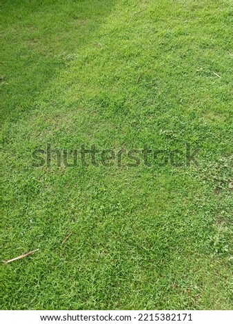 Picture of garden grass texture background
