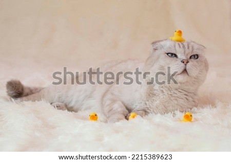 Funny white Scottish cat with a yellow rubber duck on a white fluffy blanket. The concept of pet care. Selective focus.