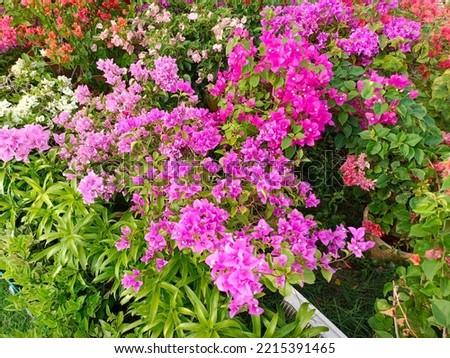 Multicolored pictures of bougainvillea flowers