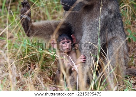 The Chacma Baboon, aka Cape baboon, is one of the largest of all monkeys, located primarily in southern Africa