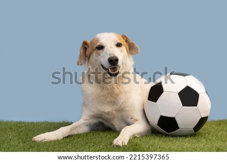 Dog posing with the soccer ball on the green grass and light blue background