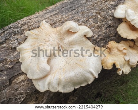 mushrooms that grow in wood in the fall. This fungus is a type of inedible plant that thrives in autumn