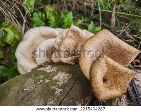 mushrooms that grow in wood in the fall. This fungus is a type of inedible plant that thrives in autumn