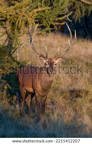 Portrait of an imposing red deer stag (Cervus elaphus) first sun kissed, standing on an alpine meadow with larch trees at sunrise. Italian Alps.  Royalty-Free Stock Photo #2215412207