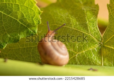 Snail, beautiful snail details on green leaves seen through a macro lens, selective focus.