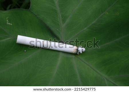 cigarette butts on taro leaves