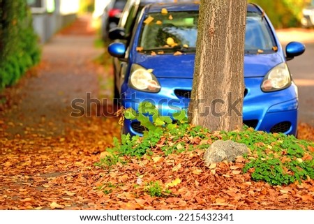 autumnal colored fallen leaves on a street with parking cars