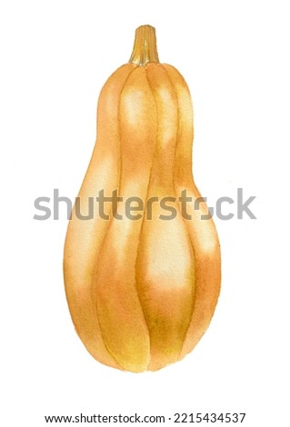 Pumpkin watercolor art. Hand-drawn illustration, isolated on white background