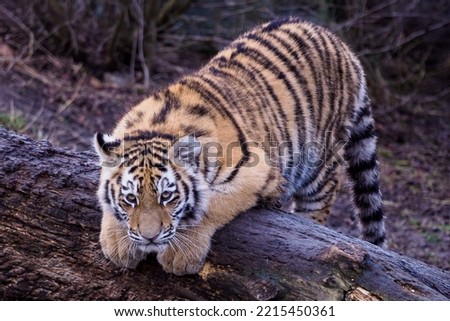 Cute siberian tiger cub, Panthera tigris altaica