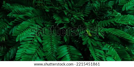 Dark green tropical leaf group background panoramic background concept of nature Royalty-Free Stock Photo #2215451861