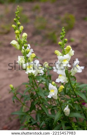 Variegated antirrhinum (snapdragon) flower background - yellow, white, rosy and crimson. Snapdragon flower plant in garden.
