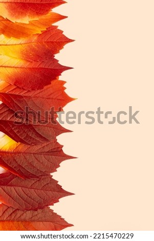 Close up top view Autumn leaves red yellow gradient color in row on pastel beige background. Natural fallen autumn leaves as seasonal card or backdrop with copy space, vibrant colors textured foliage