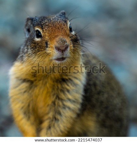 Portrait Of A Ground Squirrel In Glacier National Park Royalty-Free Stock Photo #2215474037