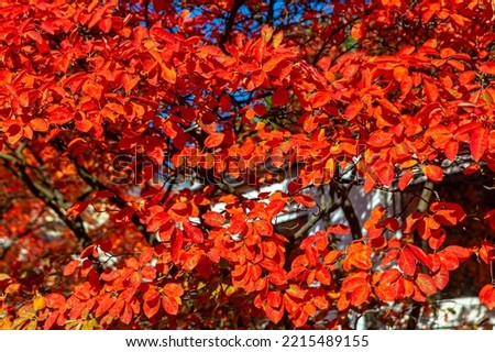 Tree with red leaves . Botanical garden in the autumn 