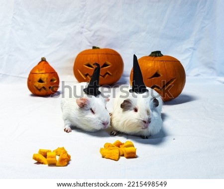 Guinea pigs dressed as witches with Halloween pumpkins in the background, cute animals dressed up for Halloween, Jack O Lantern with evil face and eyes, Halloween with pets