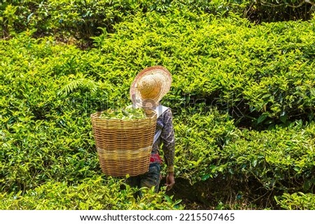 Worker picking tea leaves in tea plantation in Cameron Highlands, Malaysia Royalty-Free Stock Photo #2215507465