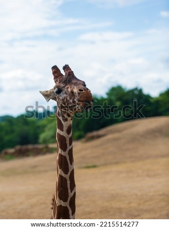 Head and neck of a reticulated giraffe with a mouthful of green leaves.