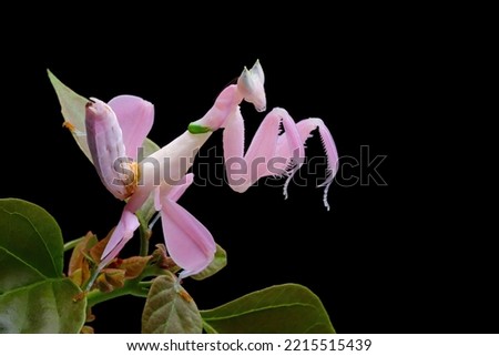 Beautiful Pink Orchid mantis on flower with isolated background, Pink Orchid mantis closeup  Royalty-Free Stock Photo #2215515439