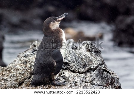 The Galápagos penguin (Spheniscus mendiculus), juvenile