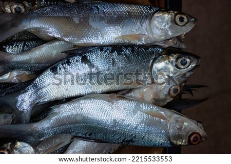 Milkfish (Chanos chanos) fresh after harvesting from the pond