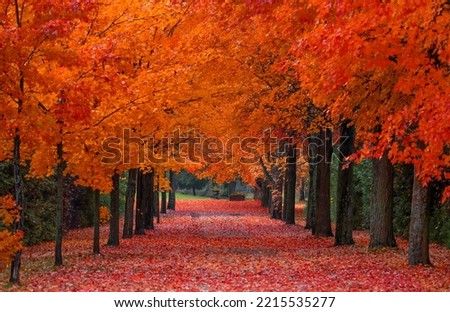 Red maple trees lining the driveway in autumn near Renfrew, Ontario, Canada Royalty-Free Stock Photo #2215535277