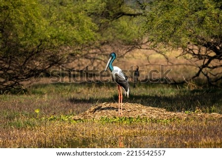 Black necked stork or ephippiorhynchus asiaticus bird habitat in a winter morning at scenic wetland of keoladeo national park bharatpur bird sanctuary rajasthan india asia Royalty-Free Stock Photo #2215542557