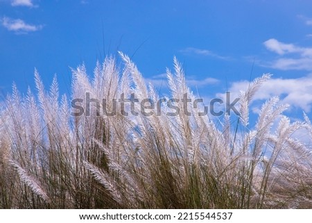 Autumn  icon White kans grass or saccharum spontaneum flowers under the day light blue sky