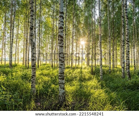 Golden light in the birch forest Royalty-Free Stock Photo #2215548241